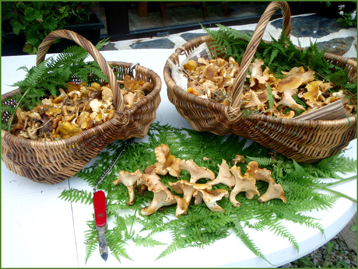 Récolte de girolles au mois d'août.